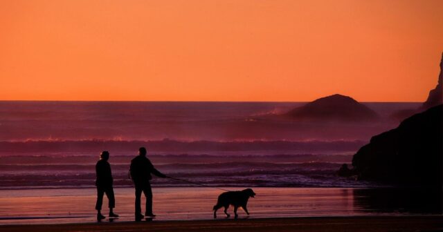 An old couple walking dog at the beach during sunset